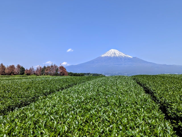 matcha fuji matcha