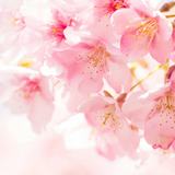 Sakura Cha - 春- Spring